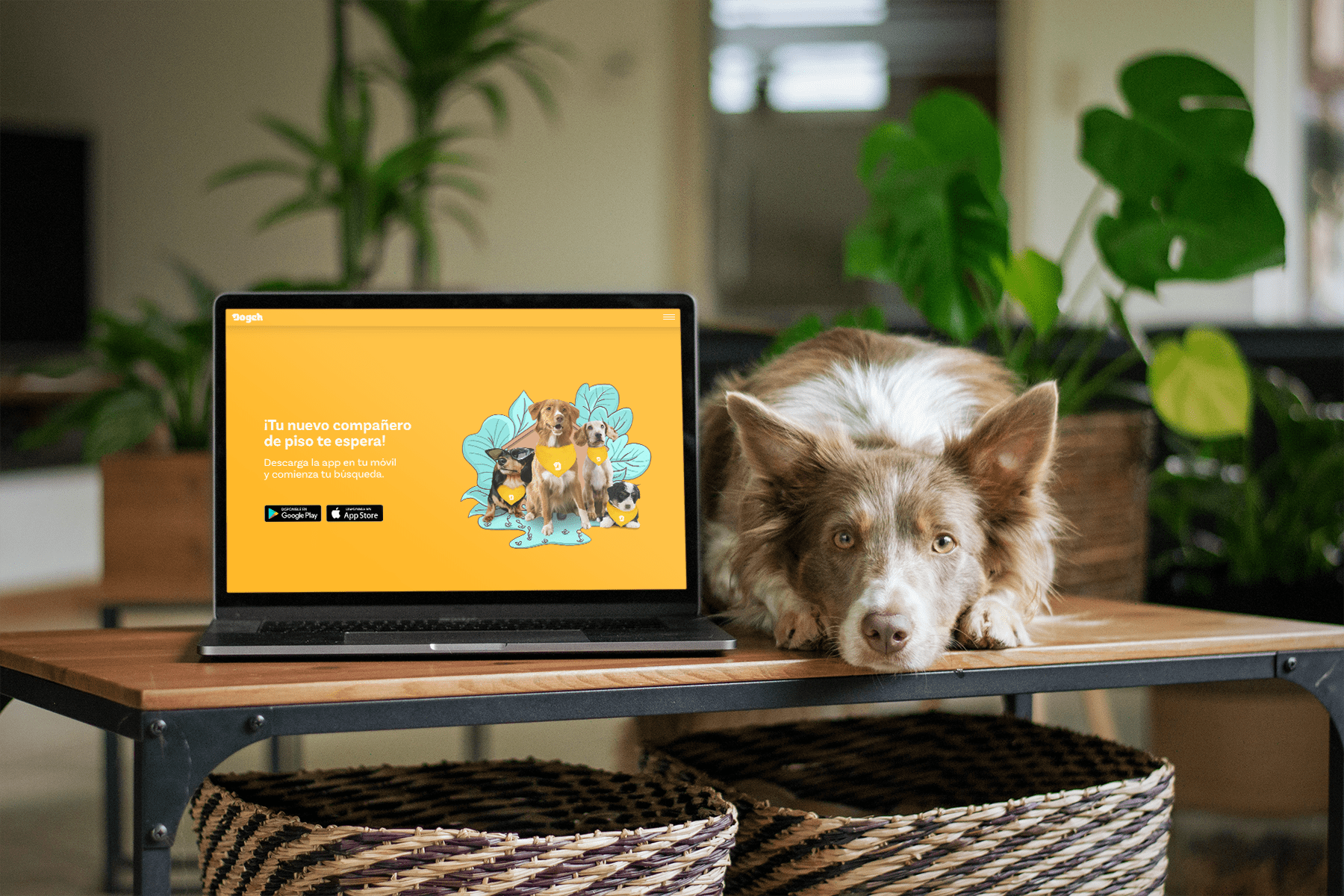 Web Dogch